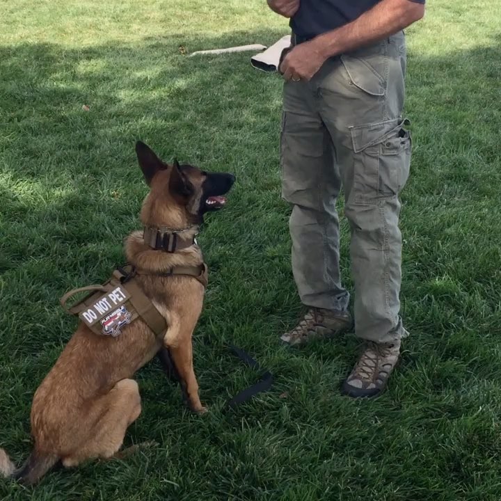 Tactical healing using rewards with eight month old Malinois Nala #crookk9 #dogtraining  #highpoweredK9 #malinois